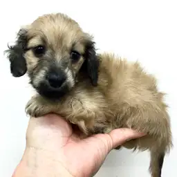 カニンヘン・ダックスフント