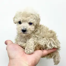 トイ・プードル