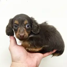 カニンヘン・ダックスフント