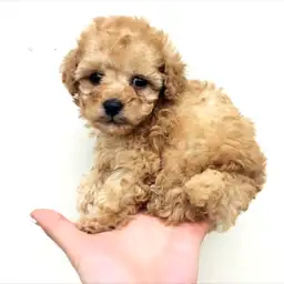 トイ・プードル