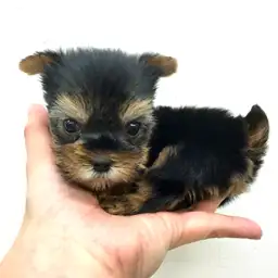 ヨークシャーテリア