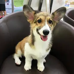 ウェルシュコーギーペンブローク