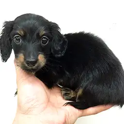 ミニチュア・ダックスフント