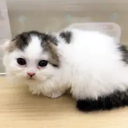 スコティッシュフォールド