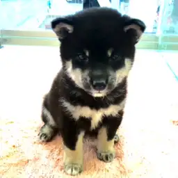 柴犬