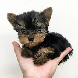 ヨークシャーテリア