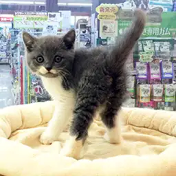 ブリティッシュショートヘア