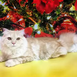 スコティッシュフォールド