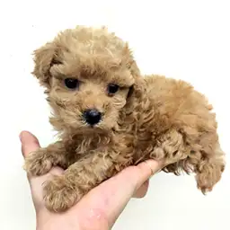 トイ・プードル