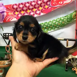 ミニチュア・ダックスフント