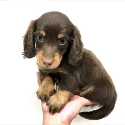 ミニチュア・ダックスフント