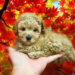 トイ・プードル