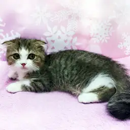 スコティッシュフォールド