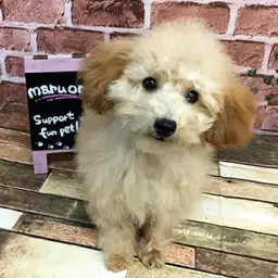 トイ・プードル