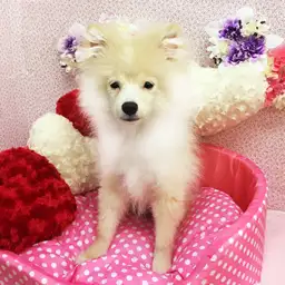 ポメラニアン