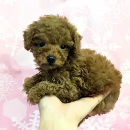 トイ・プードル