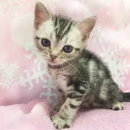 アメリカンショートヘア