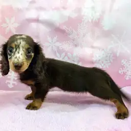 ミニチュア・ダックスフント