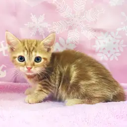 アメリカンショートヘア