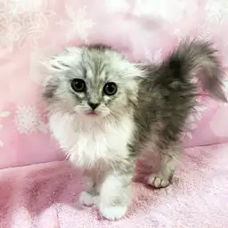 スコティッシュフォールド