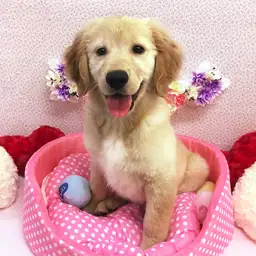 ゴールデンレトリバー