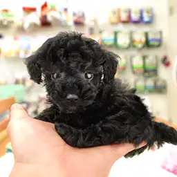 トイ・プードル