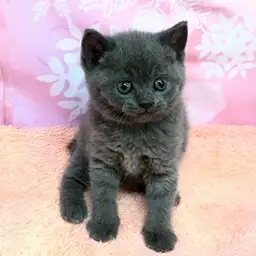 ブリティッシュショートヘア