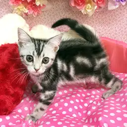 アメリカンショートヘア