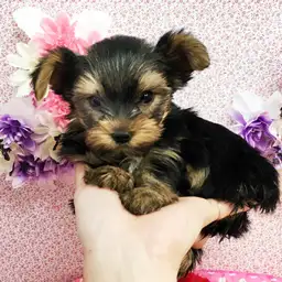 ヨークシャーテリア