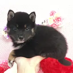 柴犬