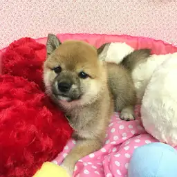 柴犬