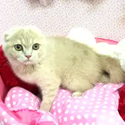 スコティッシュフォールド