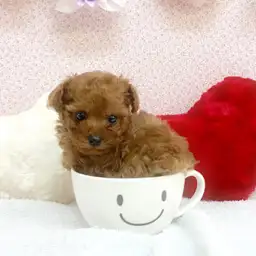 トイ・プードル