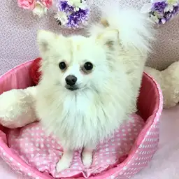ポメラニアン