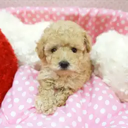 トイ・プードル