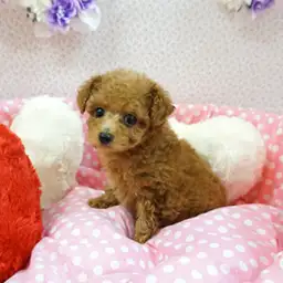 トイ・プードル