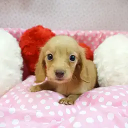 カニンヘン・ダックスフント