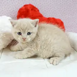 ブリティッシュショートヘア