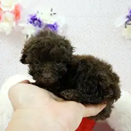 トイ・プードル