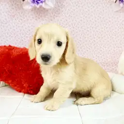 カニンヘン・ダックスフント