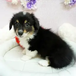 ウェルシュコーギーペンブローク