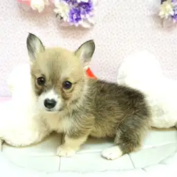 ウェルシュコーギーペンブローク