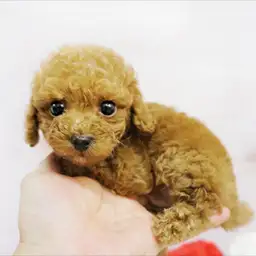 トイ・プードル