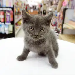 ブリティッシュショートヘア