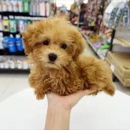 トイ・プードル