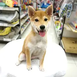 柴犬