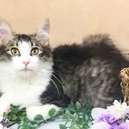 ノルウェージャンフォレストキャット