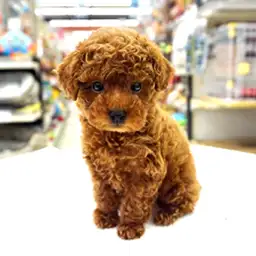 トイ・プードル