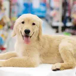 ゴールデンレトリバー