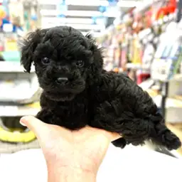 トイ・プードル